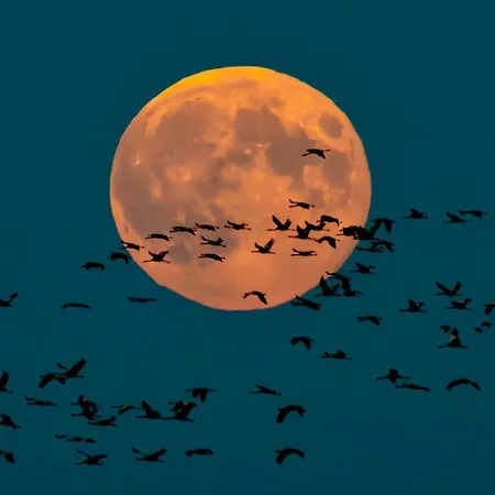 Kapitänsdeck * Prerow